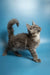 Gray fluffy Maine Coon kitten with an upright tail and alert expression