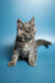 Gray Maine Coon kitten Max with fluffy fur and alert expression, super adorable!