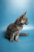 Gray tabby Maine Coon kitten sitting in profile, showcasing its adorable features