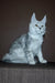 Silver tabby Maine Coon kitten with ear tufts, perfect addition to your coon kitten family