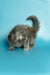 Fluffy gray Maine Coon kitten with tail raised, perfect for your family