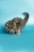 Fluffy gray Maine Coon kitten playfully posing and ready for fun