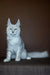 White Maine Coon kitten with ear tufts and fluffy tail for Max, the perfect coon kitten