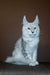Charming White and Gray Maine Coon Kitten with Ear Tufts and Green Eyes, Max