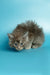 Fluffy gray Maine Coon kitten crouching cutely on a blue surface