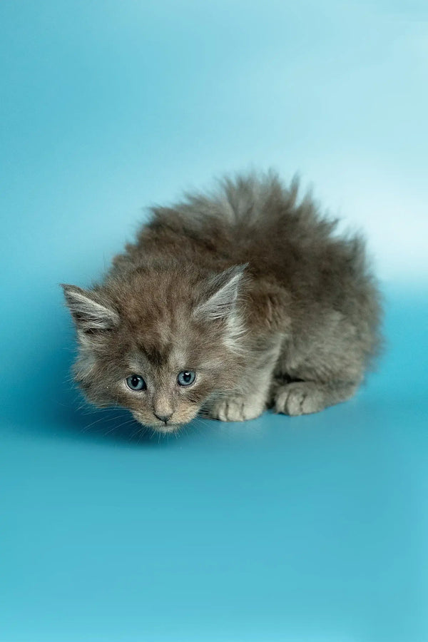 Fluffy gray Maine Coon kitten crouching cutely on a blue surface