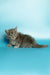 Fluffy gray Maine Coon kitten sitting cutely on a plain surface