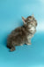 Fluffy gray Maine Coon kitten with wide eyes looking up, adorable and captivating