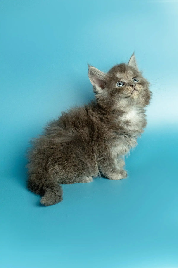 Fluffy gray Maine Coon kitten with wide eyes looking up, adorable and captivating