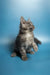 Gray fluffy Maine Coon kitten sitting with paw raised, looking playful and adorable