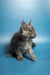 Gray Maine Coon kitten with fluffy fur and ear tufts, perfect for any cat lover