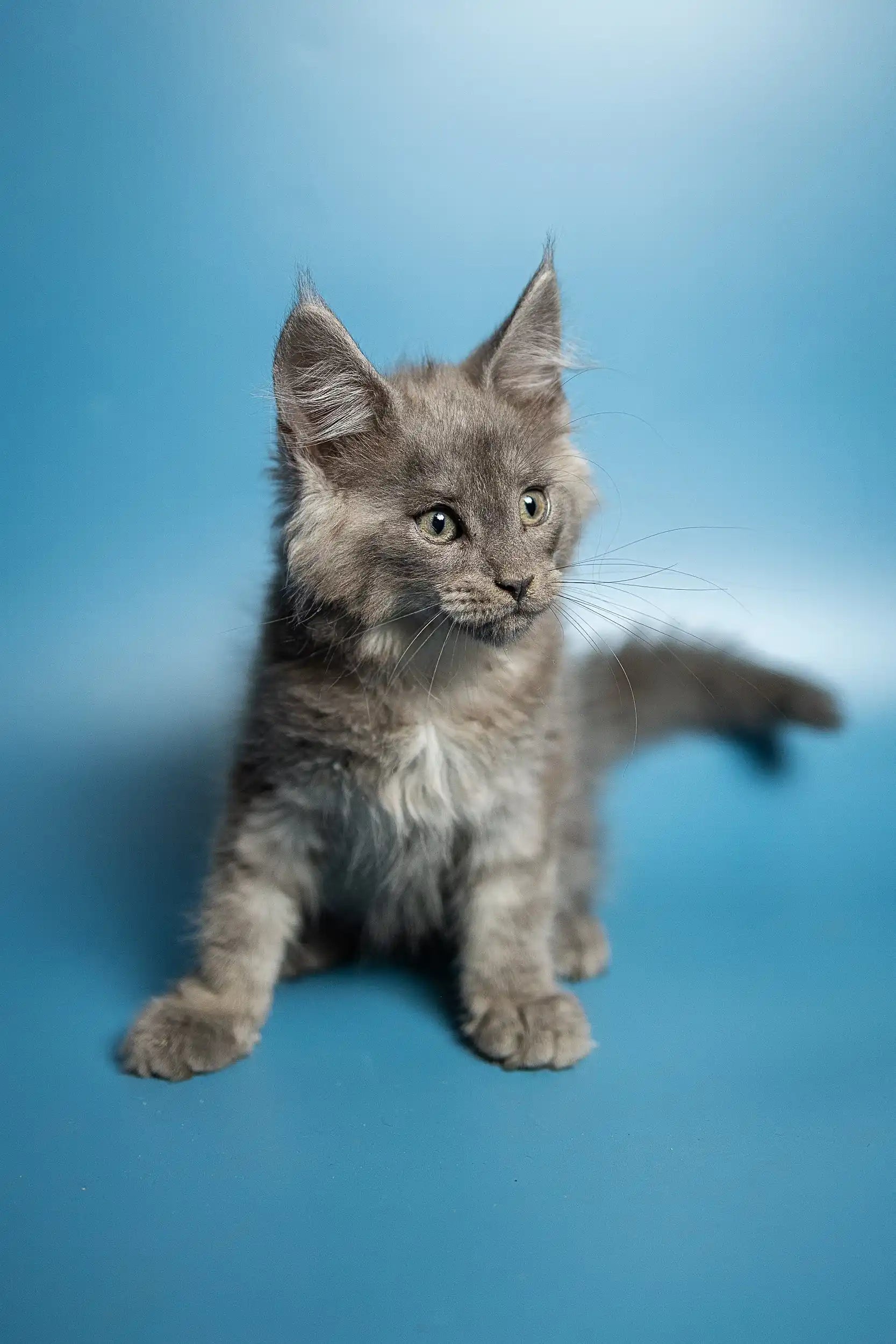 Maine Coon Kittens for Sale Max | Kitten