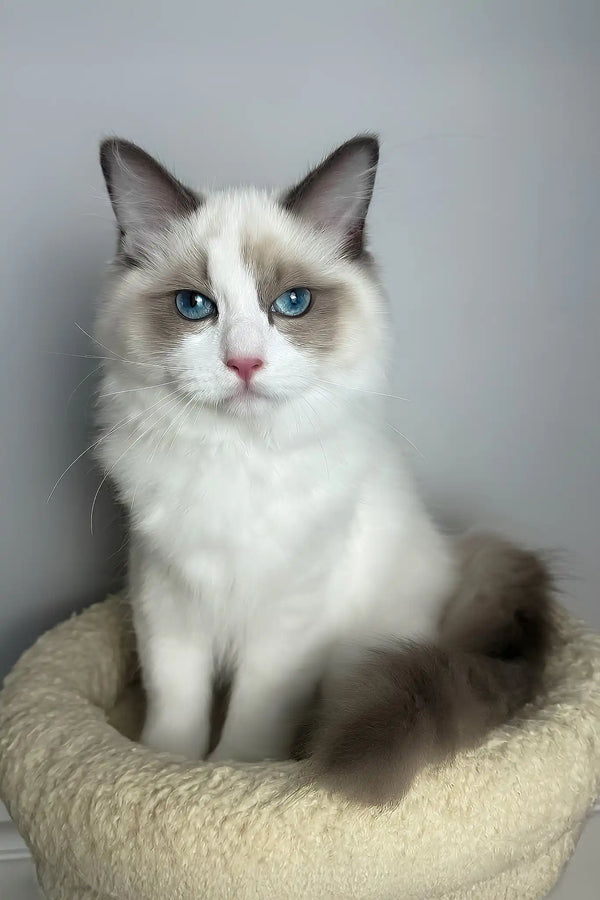 Maximus | ragdoll kitten
