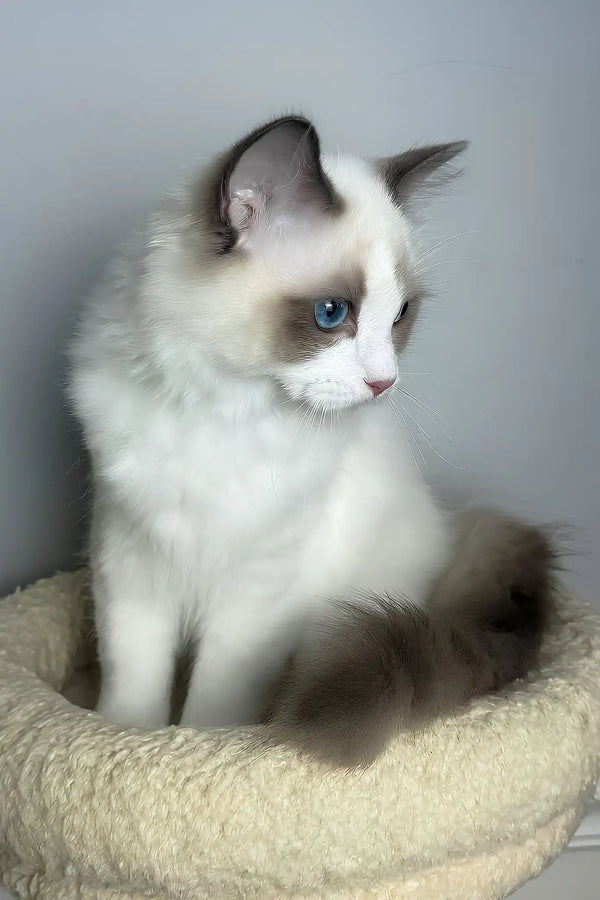 Maximus | ragdoll kitten