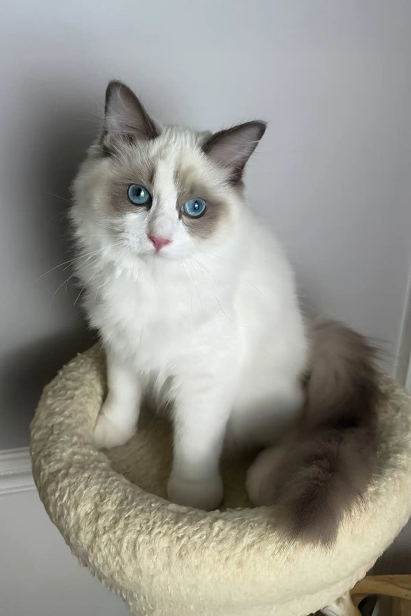 Maximus | ragdoll kitten