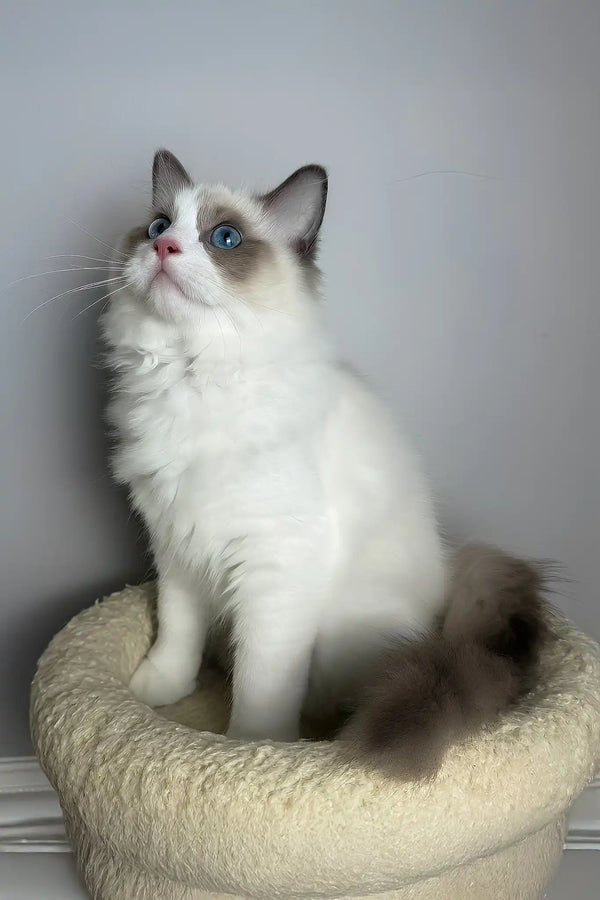 Maximus | ragdoll kitten