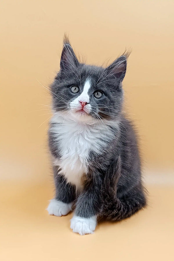 Gray and white Maine Coon kitten named May looking cute and playful