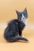 Gray and white Maine Coon kitten named May, adorable and playful companion