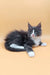 Adorable gray and white Maine Coon kitten named May, perfect for pet lovers