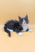 Gray and white Maine Coon kitten named May looking adorable and playful