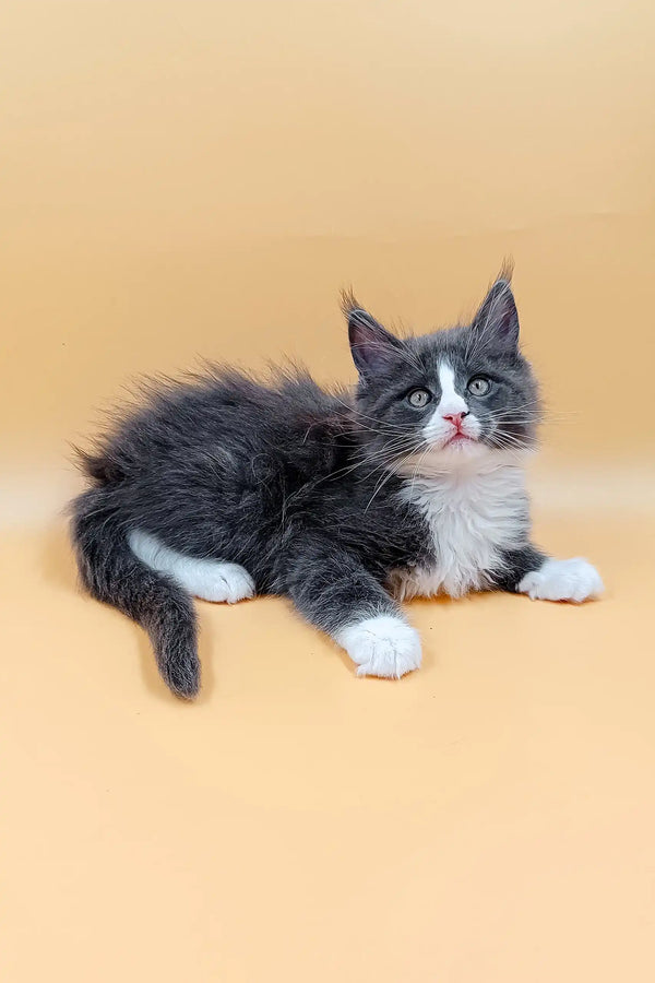 Gray and white Maine Coon kitten named May looking adorable and playful