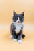 Adorable gray and white Maine Coon kitten named May cuddling cutely