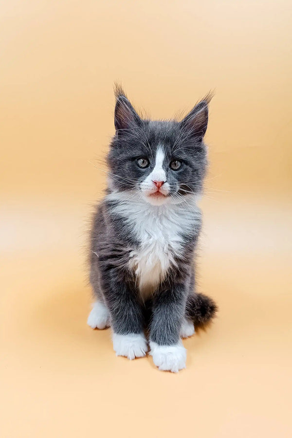 Adorable gray and white Maine Coon kitten named May cuddling cutely