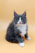 Gray and white Maine Coon kitten named May looking super adorable and fluffy