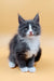 Gray and white Maine Coon kitten named May, super cute and fluffy