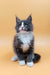 Adorable gray and white Maine Coon kitten named May looking playful and fluffy