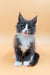 Gray and white Maine Coon kitten named May looking adorable and playful