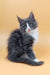 Fluffy Gray and White Maine Coon Kitten named May looking super adorable