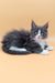 Gray and white fluffy Maine Coon kitten named May looking adorable and playful