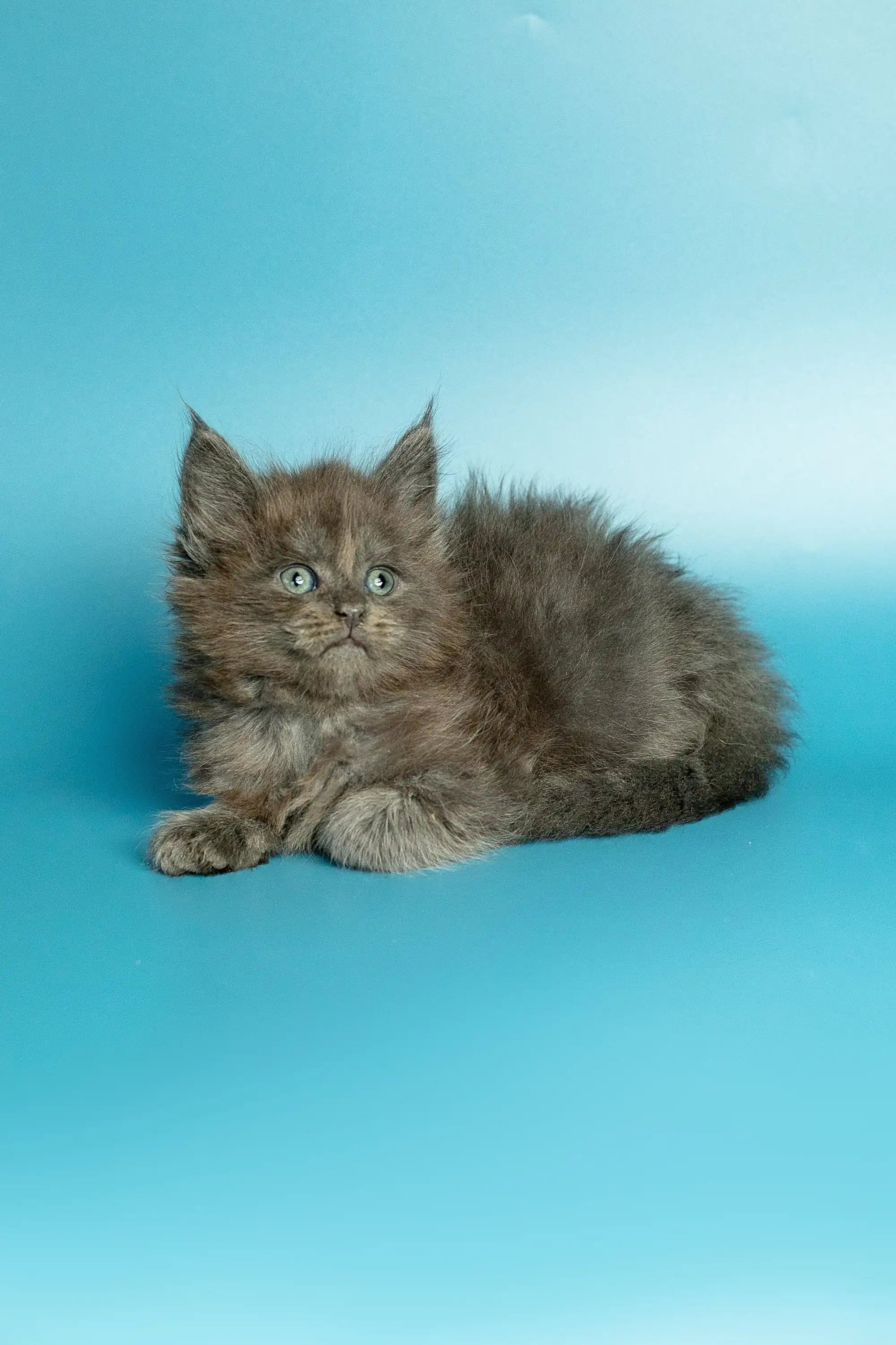 Maine Coon Kittens for Sale May | Kitten
