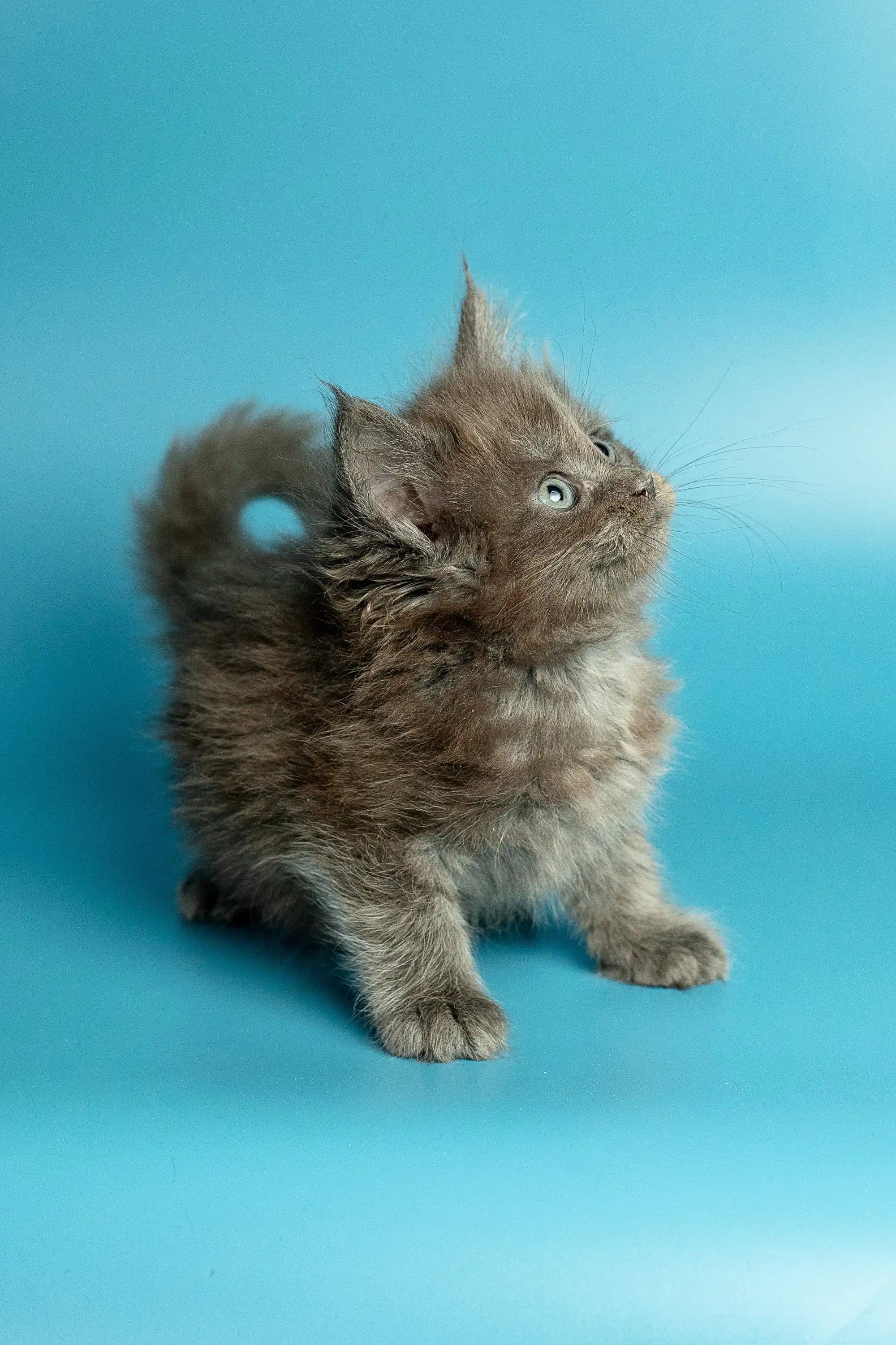 Maine Coon Kittens for Sale May | Kitten