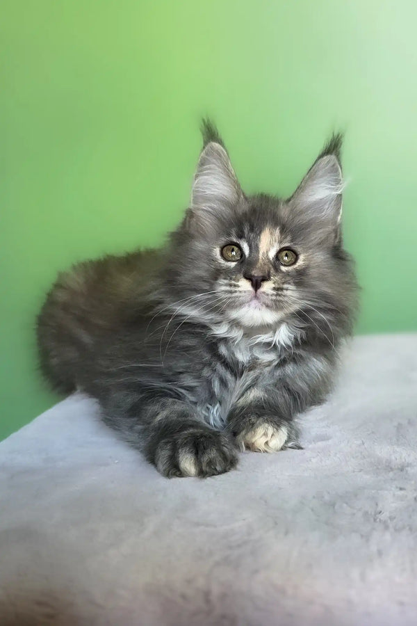 Maya | maine coon kitten