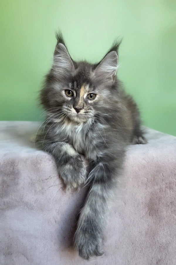 Maya | maine coon kitten