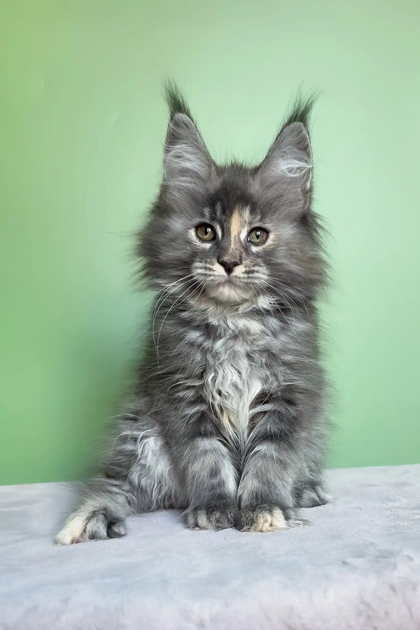 Maya | maine coon kitten