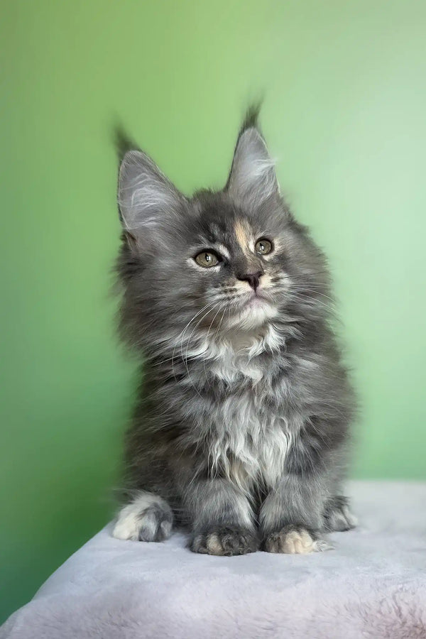 Maya | maine coon kitten