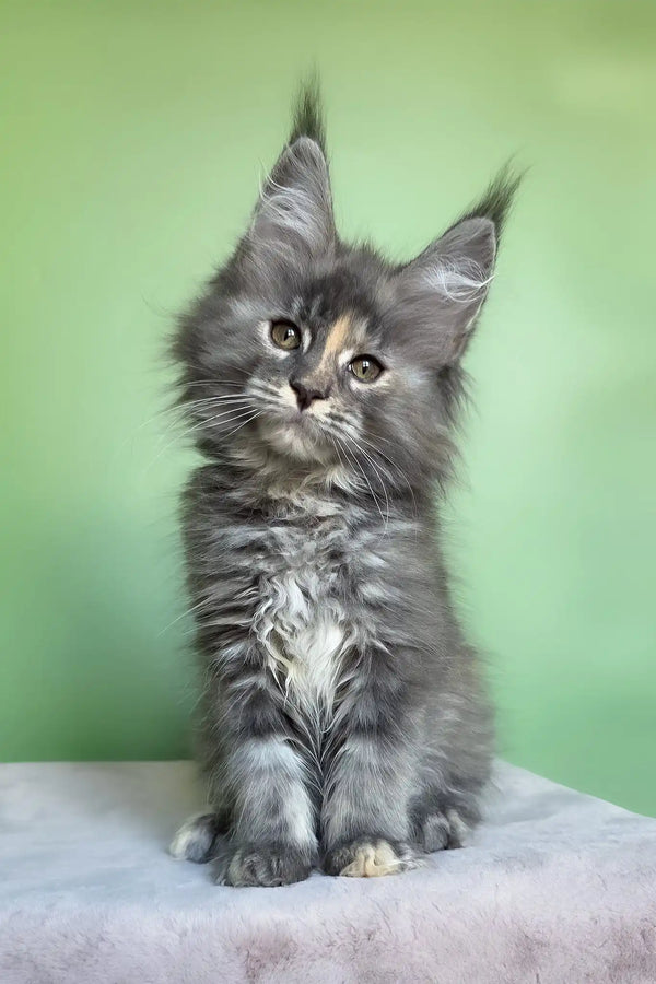 Maya | maine coon kitten