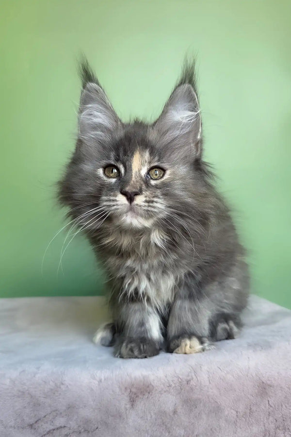 Maya | maine coon kitten