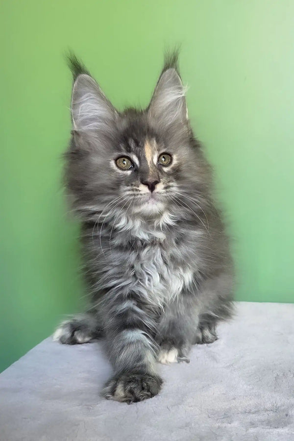 Maya | maine coon kitten