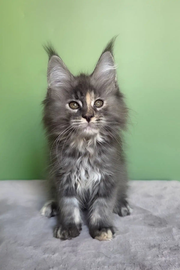 Maya | maine coon kitten