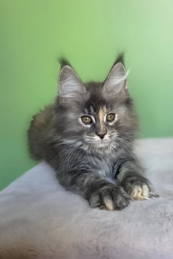 Maya | maine coon kitten