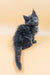 Fluffy gray Maine Coon kitten named Maya looking adorable and playful