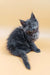 Fluffy gray Maine Coon kitten named Maya looking super adorable and playful