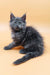 Gray Maine Coon kitten named Maya looking adorable and playful in a cozy setting