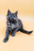 Adorable Gray Maine Coon Kitten named Maya ready to bring joy to your home