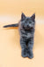 Gray Maine Coon kitten named Maya, perfect companion for cat lovers