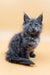 Adorable Gray Maine Coon kitten named Maya, perfect for any cat lover’s collection